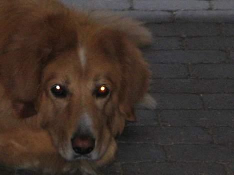 Hovawart Chivas **RIP** billede 6