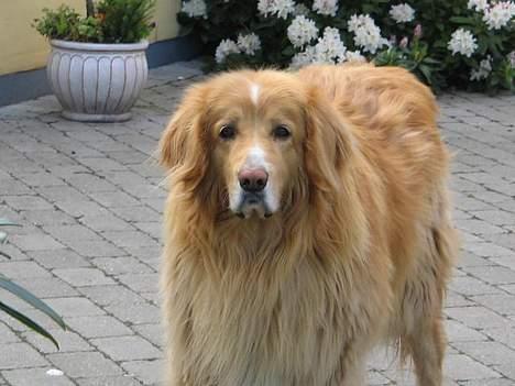 Hovawart Chivas **RIP** billede 7