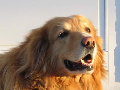 Hovawart Chivas **RIP** billede 8