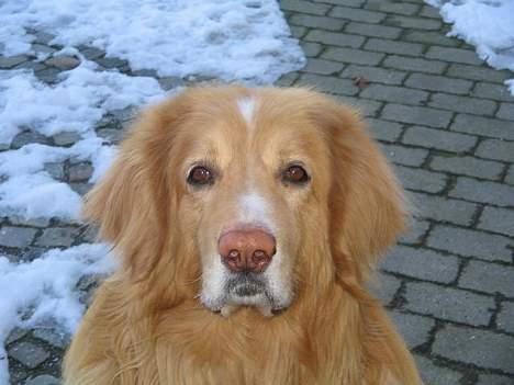 Hovawart Chivas **RIP** billede 9