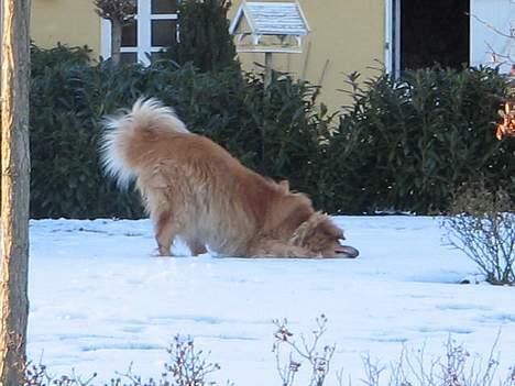 Hovawart Chivas **RIP** billede 10