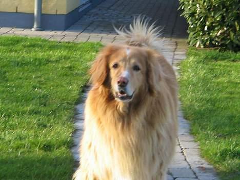 Hovawart Chivas **RIP** billede 11