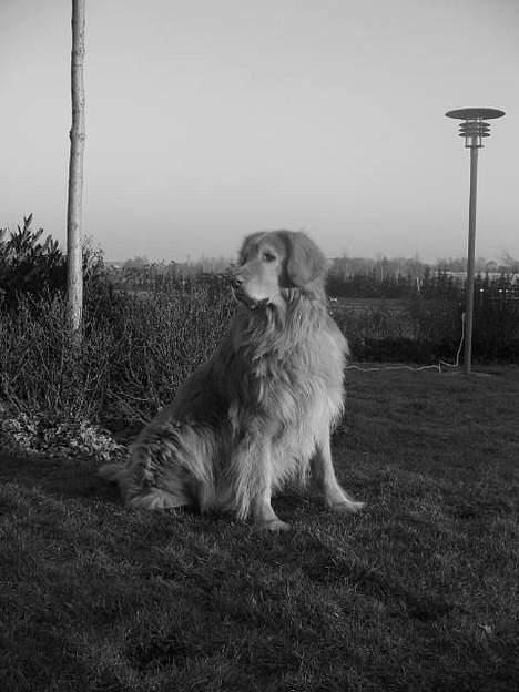 Hovawart Chivas **RIP** billede 12