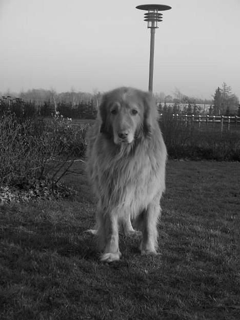 Hovawart Chivas **RIP** billede 13