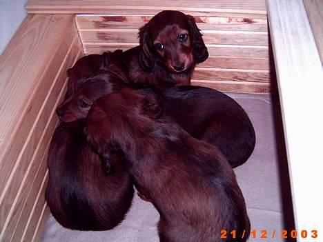 Dværggravhund Luna - det er luna der ligger næst bagerst:D billede 7