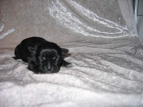 Blanding af racer Molly R.I.P - Her er jeg stadigvæk kun en lille baby... Nu er jeg jo stor og farlig... Grrr... ;) billede 11