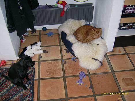 Blanding af racer Molly R.I.P - Det kan godt være du er min Homie Manfred, men du holder dig bare væk fra min plads, er du med? Eller skal jeg smadre flere ting? billede 12