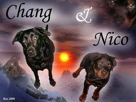 Rottweiler Nico - lavet af Karina - flot ikke??? billede 14