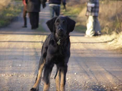 Hovawart Ludvig billede 7