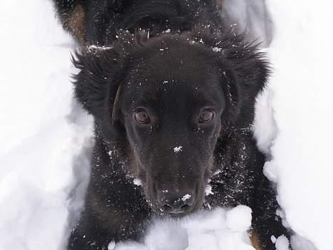 Hovawart Ludvig billede 8