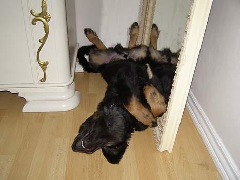 Hovawart Ludvig billede 9