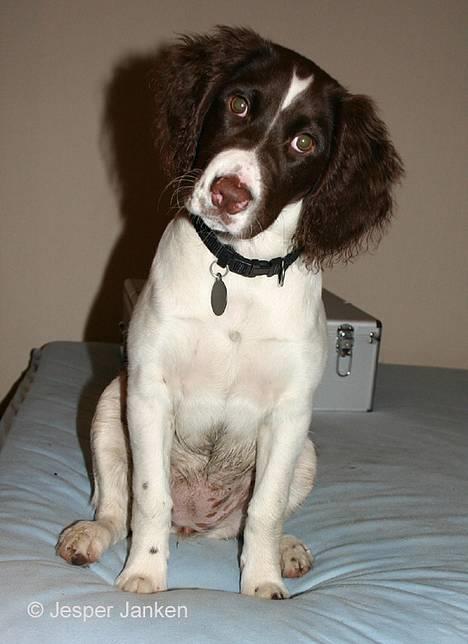 Kleiner münsterländer Abbi - Hmm hvad er det den tosse laver??????? billede 1