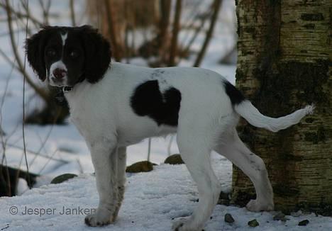 Kleiner münsterländer Abbi - På jagt i haven efter fugle billede 2