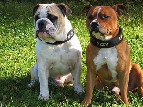 Staffordshire bull terrier ozzy - Mig og min lillebror billede 1