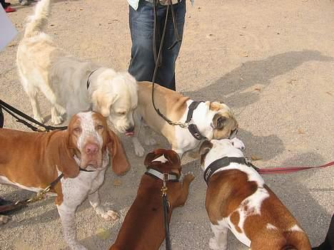 Staffordshire bull terrier ozzy - Hundens dag i Tivoli 2005 billede 2