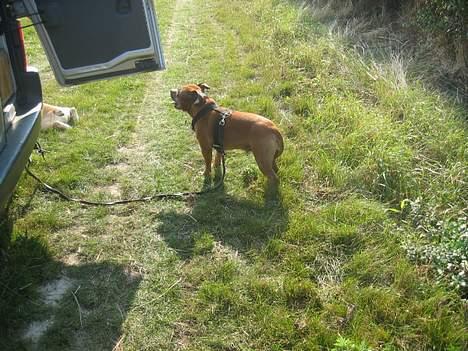 Staffordshire bull terrier ozzy - Spordag 2005 billede 3