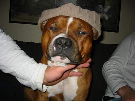 Staffordshire bull terrier ozzy billede 4