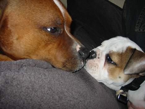 Staffordshire bull terrier ozzy billede 5