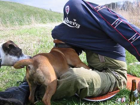 Staffordshire bull terrier ozzy - Kysse Ozzy billede 6