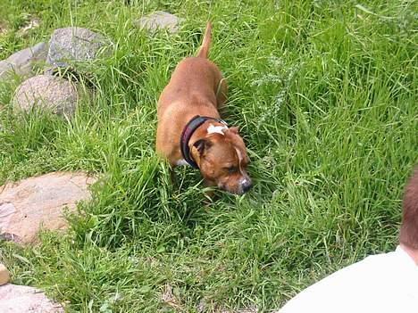 Staffordshire bull terrier ozzy billede 7