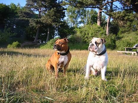 Staffordshire bull terrier ozzy - Igen mig og min lillebror billede 8