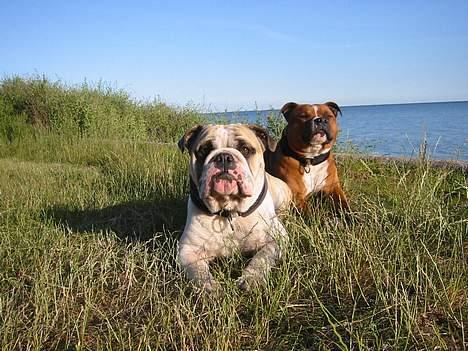 Staffordshire bull terrier ozzy billede 9