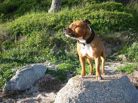 Staffordshire bull terrier ozzy billede 10