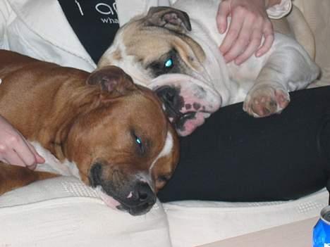 Staffordshire bull terrier ozzy - Nytår 2004 billede 11