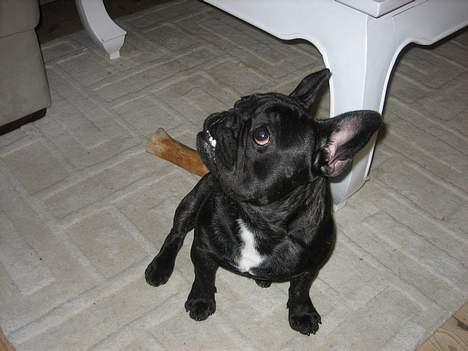 Fransk bulldog BUSTER billede 1