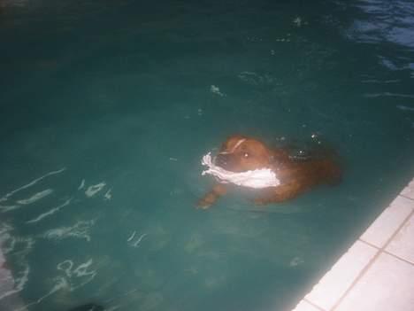 Staffordshire bull terrier ozzy billede 12