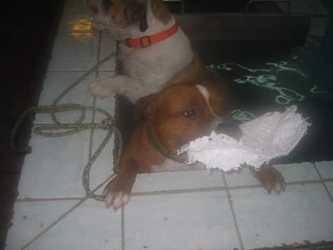 Staffordshire bull terrier ozzy - Ozzy i vandet billede 13