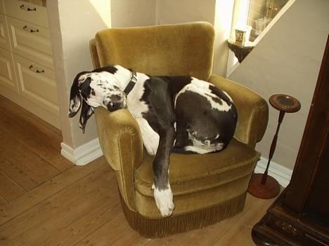 Grand danois Philip - Stolen er lidt lille, men jeg må jo ikke komme op i sofaen... billede 1