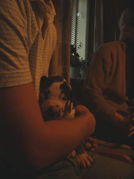 Grand danois Philip - 3 uger billede 2