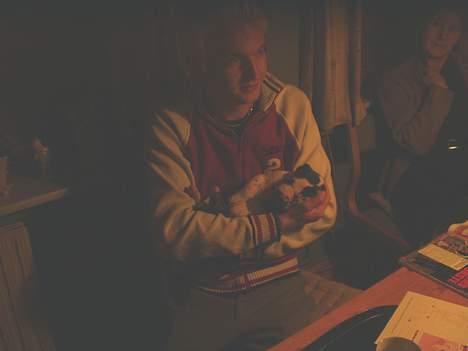 Grand danois Philip - 3 uger billede 3