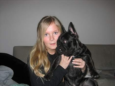 Fransk bulldog BUSTER - SÅ, nu gider jeg ikke mere. slut med billeder for idag.. billede 2