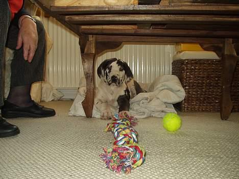 Grand danois Philip - 8 uger. Første dag i mit nye hjem. billede 4