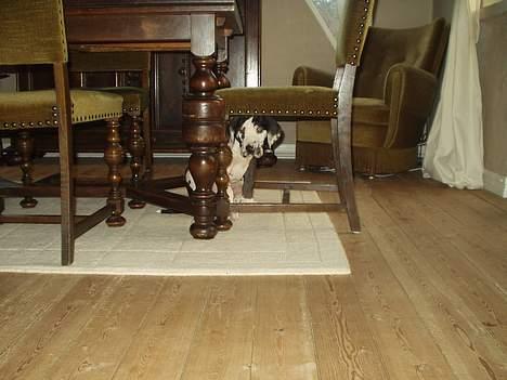 Grand danois Philip - Første dag i mit nye hjem - jeg er ikke helt tryg ved det... billede 5