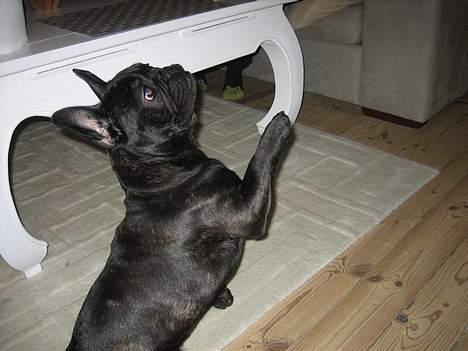 Fransk bulldog BUSTER - se hvor dygtig jeg er, når der er godbider til stede.. billede 3