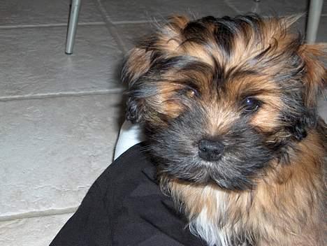 Lhasa apso Fu-kao Zombie (Balou) - Balou 3 mdr. billede 3