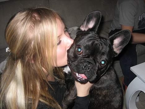 Fransk bulldog BUSTER - ikke flere kysser tak.. billede 4