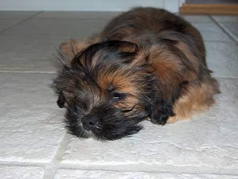 Lhasa apso Fu-kao Zombie (Balou) billede 4