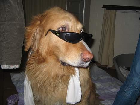 Hovawart Chivas **RIP** - møffe kører stilen.  billede 14