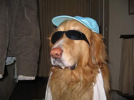 Hovawart Chivas **RIP** - - skal vi tage på skiferie nu ?  billede 15