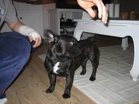 Fransk bulldog BUSTER - Altså ikke mig der har leget med fars hånd.. billede 6