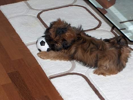 Lhasa apso Fu-kao Zombie (Balou) - Balou leger med bold billede 5