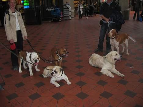 Engelsk bulldog Kalle - Hundensdag i Tivoli 2005 billede 12