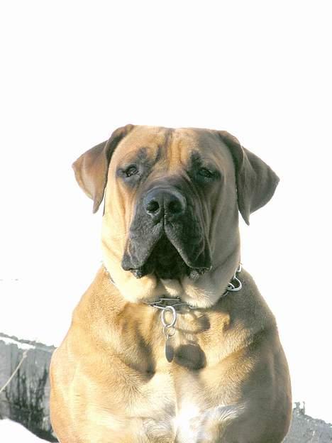 Boerboel Cozy død 11/7-06 - 8 mdr. gammel billede 18