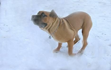 Boerboel Cozy død 11/7-06 - Gæt og grimasser i sneen billede 19