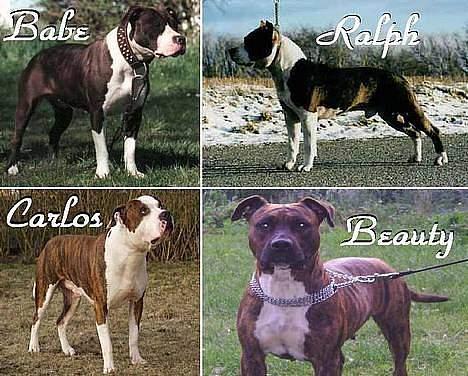 Amerikansk staffordshire terrier Staff-dog's Angel - Angel´s mor(Beauty) Far(Carlos) Farfar(Ralph) og Farmor(Babe) billede 10