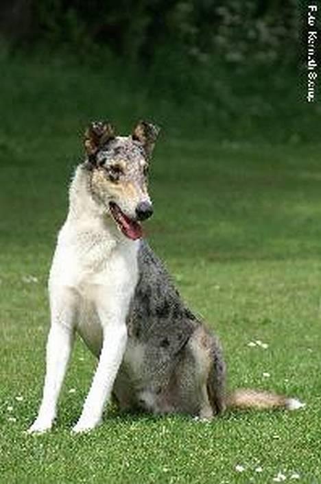 Collie korthåret Zeppo. nu i hundehimlen - Zeppo 2 år billede 11